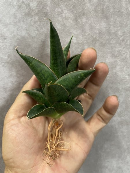 画像2: ニラカン(D.Nilakan) (2)