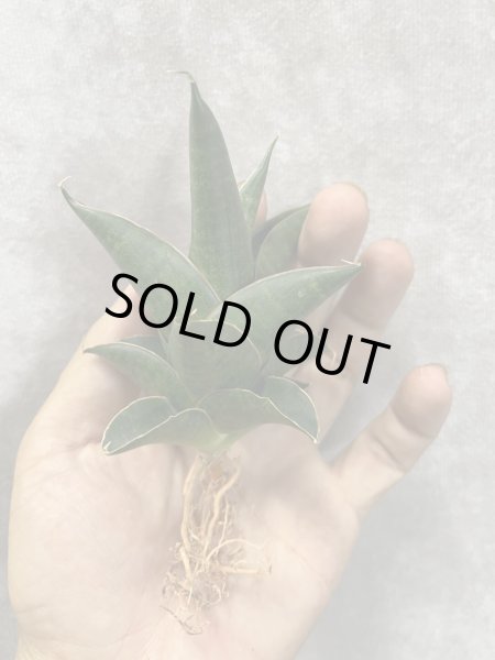 画像2: ニラカン(D.Nilakan) (2)