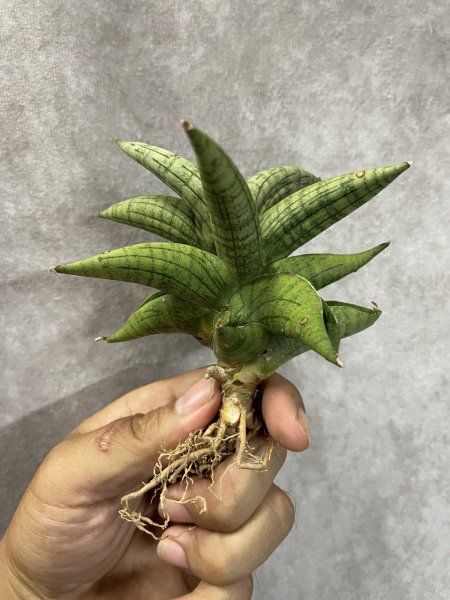 画像2: アリン(D.Aryn) (2)