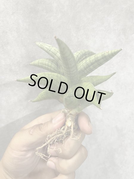 画像2: アリン(D.Aryn) (2)