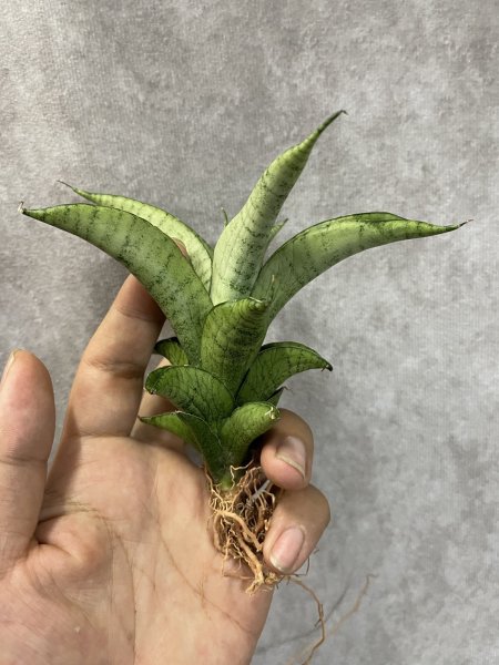 画像2: June002(仮)(D.June002) (2)