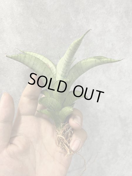 画像2: June002(仮)(D.June002) (2)