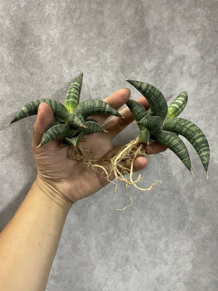 画像1: タランチュラ(D.Tarantura) (1)