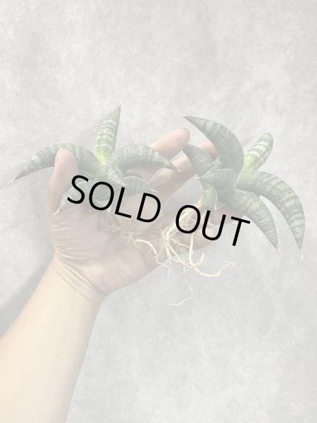 画像1: タランチュラ(D.Tarantura) (1)