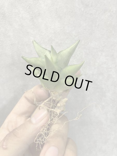 画像2: トットチャン(D.Totto Chan) (2)