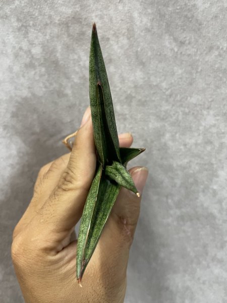 画像4: レニータ(D.Renita) (4)