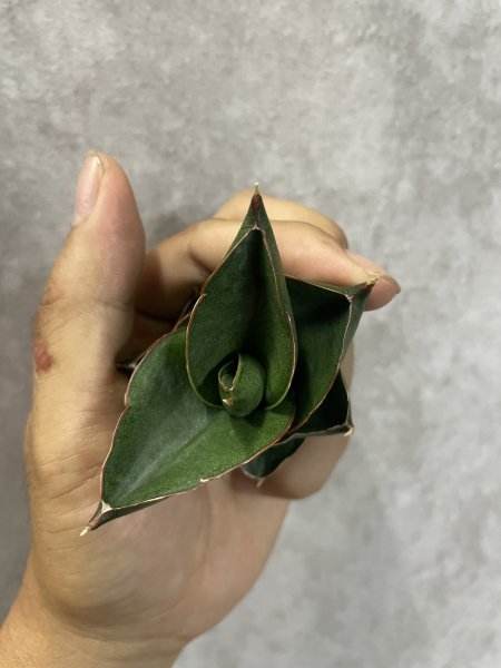 画像3: オペラハウス(D.Opera House) (3)