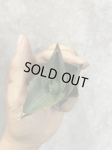 画像3: オペラハウス(D.Opera House) (3)