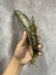 画像1: コッパートーン斑入り(D. kirkii ver.pulchra'Coppertone'variegata) (1)