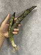 画像2: コッパートーン斑入り(D. kirkii ver.pulchra'Coppertone'variegata) (2)