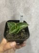画像2: 初心者におすすめな2点セット エンジェリーナ＋ホビット (2)