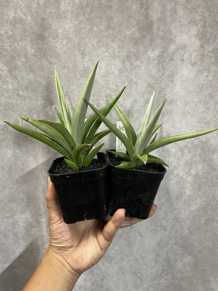 画像1: 似たもの2点セット バイビッド＋チャニン (1)