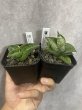 画像1: 初心者におすすめな2点セット エンジェリーナ＋ホビット (1)