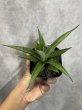 画像6: 似たもの4点セット バイビッド＋チャニン＋ランタ＋ラメキア (6)