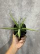 画像4: 似たもの4点セット バイビッド＋チャニン＋ランタ＋ラメキア (4)