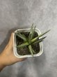 画像2: 【葉折れ特価】フランシシー 斑入り(D.francisii) (2)