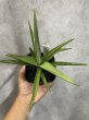 画像3: 似たもの4点セット バイビッド＋チャニン＋ランタ＋ラメキア (3)