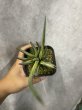 画像2: 【特価】フランシシー 斑入り(D.francisii) (2)