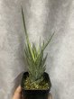 画像1: 【特価】フランシシー 斑入り(D.francisii) (1)