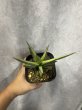 画像2: 【特価】フランシシー 斑入り(D.francisii) (2)