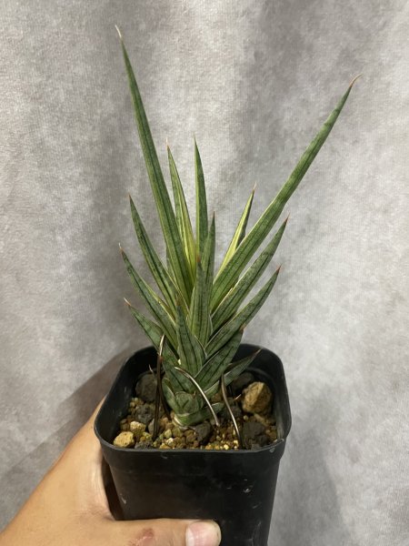 画像1: 【特価】フランシシー 斑入り(D.francisii) (1)