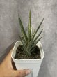 画像1: 【葉折れ特価】フランシシー 斑入り(D.francisii) (1)