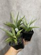 画像1: 似たもの３点セット バイビッド＋チャニン＋ランタ (1)