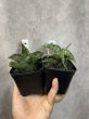 画像1: 2点セット ライオンハート＋ファイター (1)