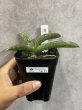 画像1: 【1202】エイレンシス(D.eilensis) (1)