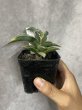 画像1: 【1202】Lav23251(D.Lav23251) (1)