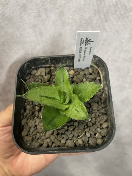 画像2: ルーキー(D.Rookie) (2)