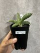 画像1: 【1202】エイレンシス(D.eilensis) (1)
