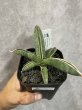 画像2: 【1202】エイレンシス(D.eilensis) (2)