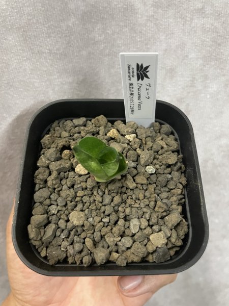 画像2: ヴェーラ(D.Veera) (2)