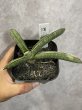 画像2: 【1202】エイレンシス(D.eilensis) (2)
