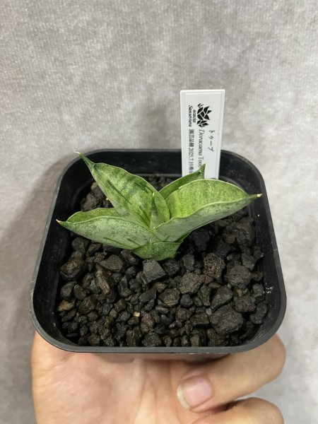 画像2: トゥーブ(D.Toob) (2)