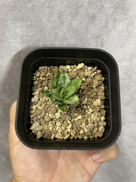 画像2: 【イベント御礼】マルガリータ(D.Margalita) (2)