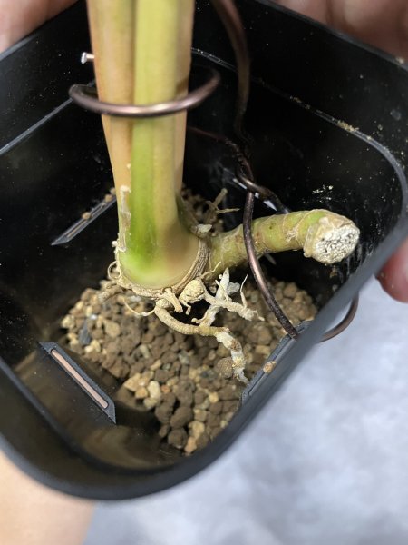 画像3: サドワレンシス 斑入り(D.ssp.Sudwallensis) (3)