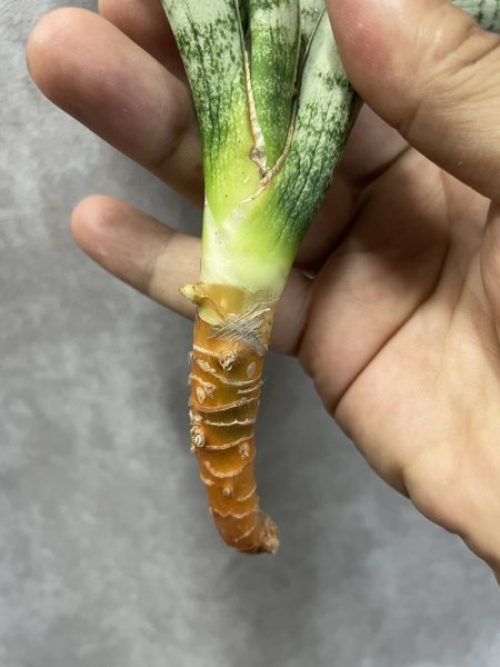 画像3: ビクトリー(D.Victory) (3)