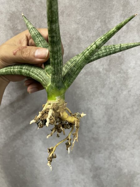 画像3: マーブル(D.Marble) (3)