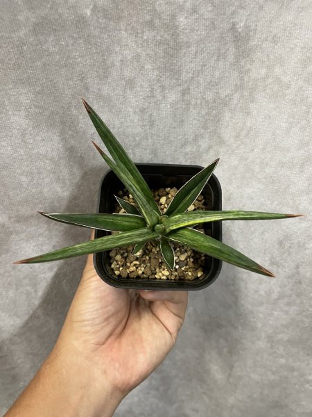 画像2: オールナイトスター(D.All Night Star) (2)