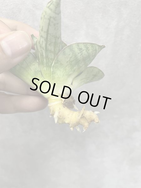 画像2: エンジェリーナ(D.Angelina) (2)