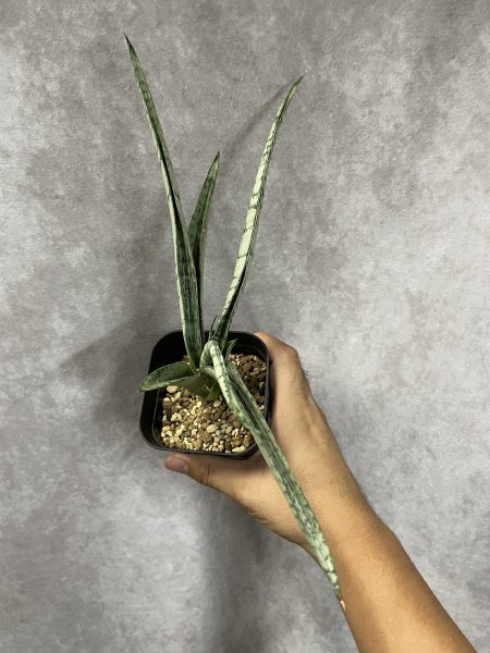 画像2: ビクトリー(D.Victory) (2)