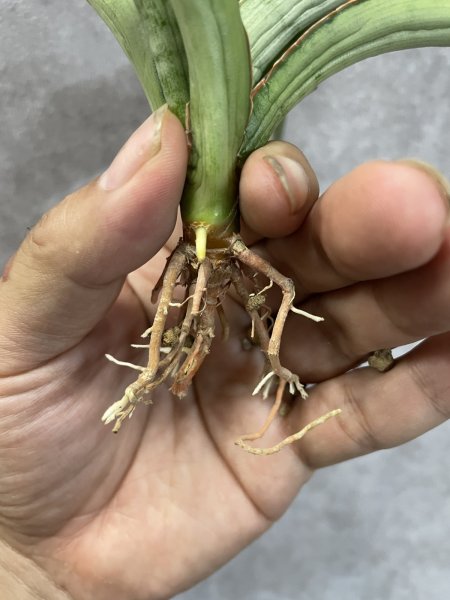 画像3: セレブレイト(D.Celebleat) (3)