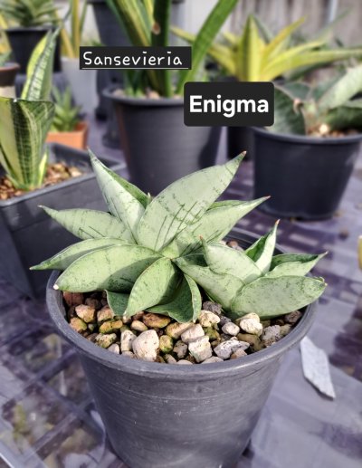 画像1: エニグマ(D.Enigma)