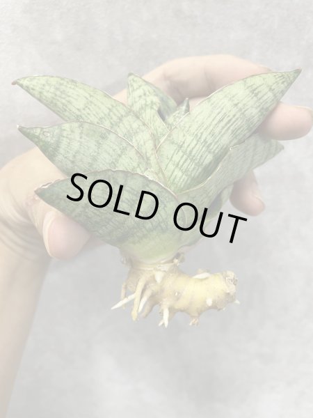 画像2: アンドロメダ(D.Andromeda) (2)