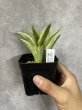 画像1: ガブリエラ斑入り(D.Gabriella variegata) (1)