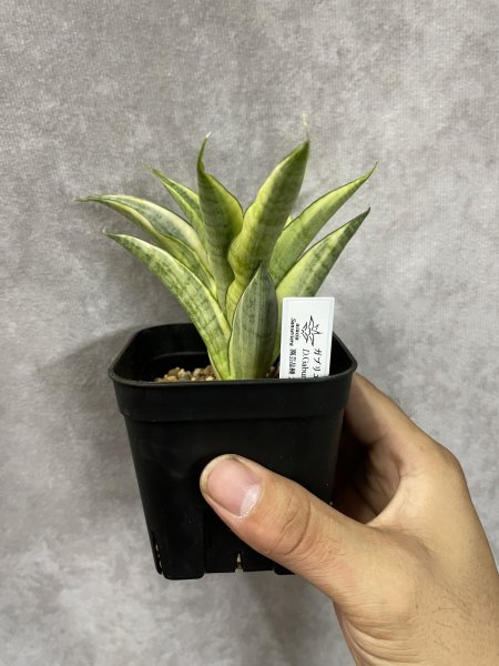 画像1: ガブリエラ斑入り(D.Gabriella variegata) (1)