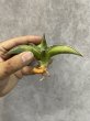 画像3: キスマヨ 斑入り(D.sp.Kismayo variegata) (3)