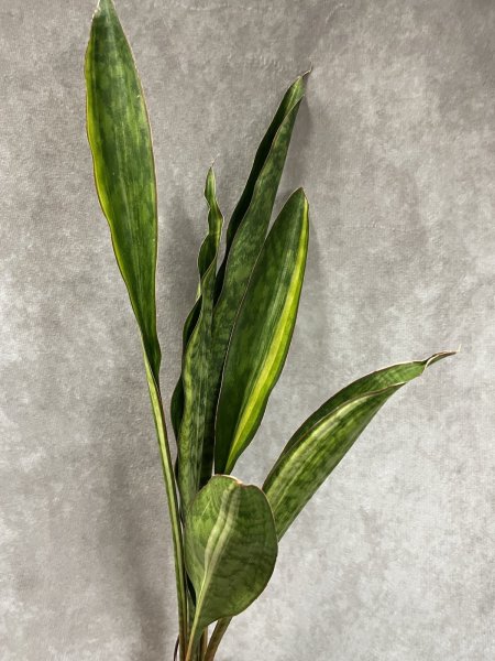 画像2: サドワレンシス 斑入り(D.ssp.Sudwallensis) (2)